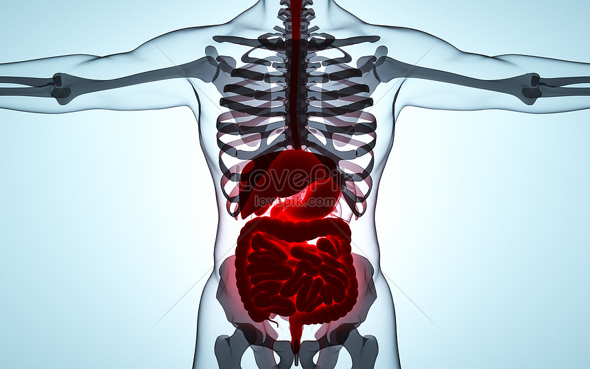 人間の臓器の視点イメージ クリエイティブ Id Prf画像フォーマットpsd Jp Lovepik Com