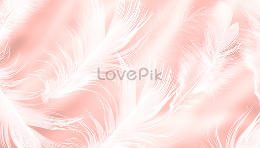 Feather Background Images, HD Pictures For Free Vectors & PSD Download -  