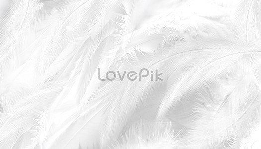 White Feather Background