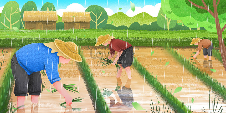 Los Agricultores De Spring Valley Rain Plantan Plántulas En Los | PSD ...