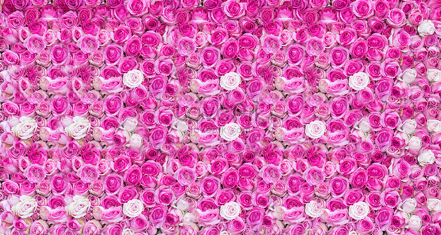 Flower Wall Background Download Free | Banner Background Image on Lovepik |  401709991