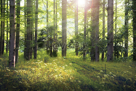Forest Background Images, HD Pictures For Free Vectors & PSD Download -  