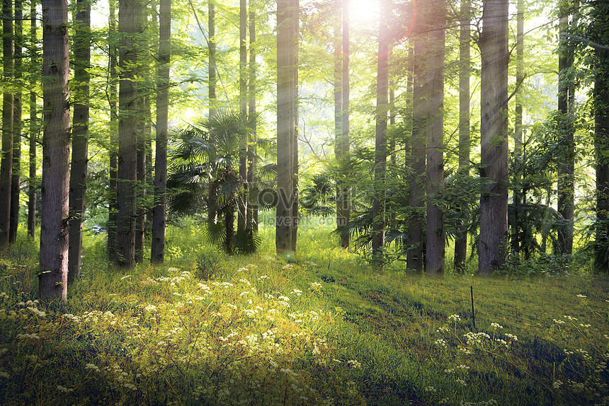 Fantasy Forest Background Download Free | Banner Background Image on  Lovepik | 401710629