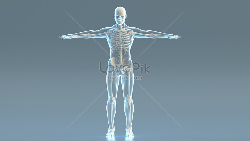 Modelo De Estructura Del Cuerpo Humano 3d | HD Creativo antecedentes imagen  descargar - Lovepik