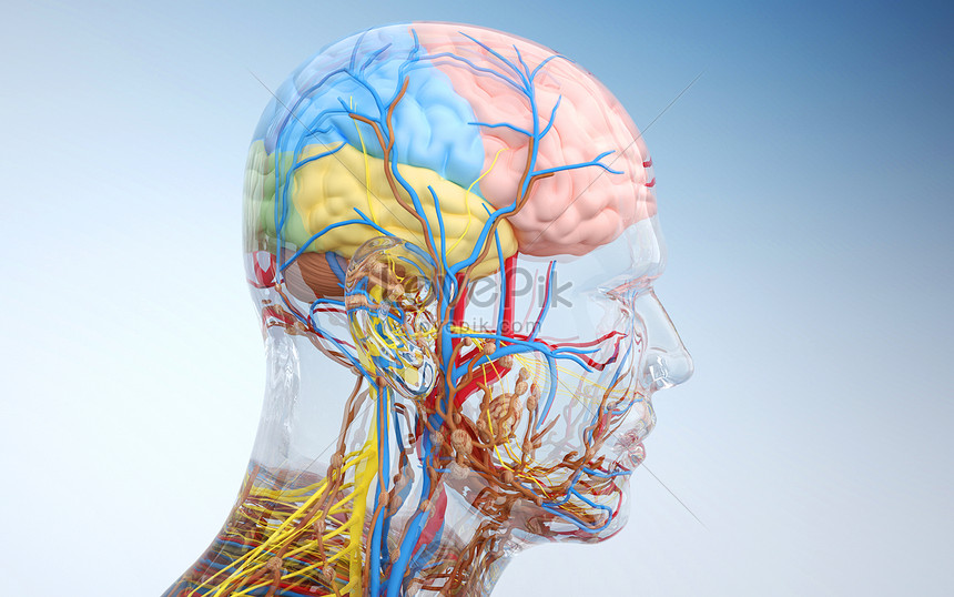 Estructura Del Cerebro Humano | HD Creativo antecedentes imagen descargar -  Lovepik