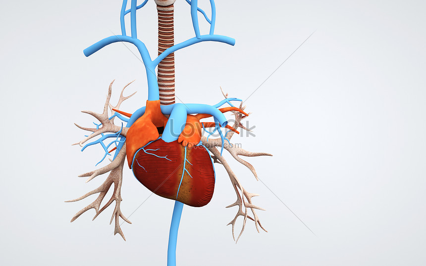 Human heart organ structure creative image_picture free download  