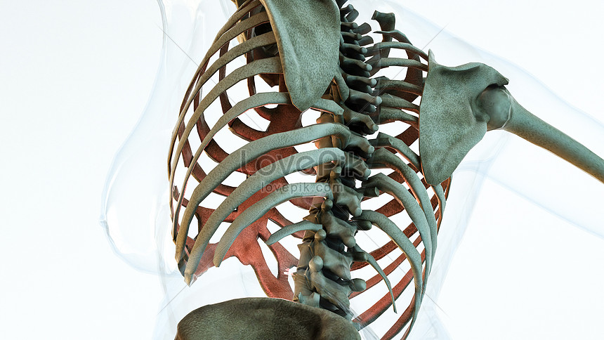 Modelo De Estructura Del Cuerpo Humano 3d | HD Creativo antecedentes imagen  descargar - Lovepik