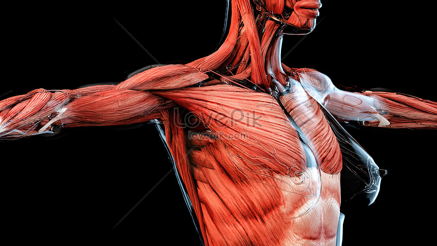 Estructura Del Cuerpo Humano 3d | HD Creativo antecedentes imagen descargar  - Lovepik