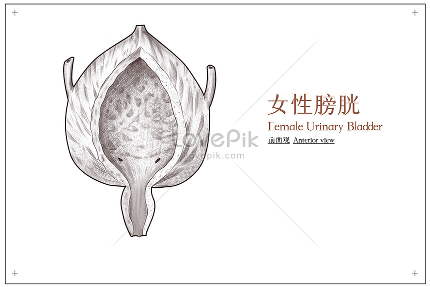 骨盤臓器と女性の膀胱の正面医療イラストイメージ 図 Id Prf画像フォーマットpsd Jp Lovepik Com