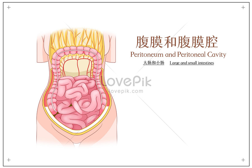 Phúc Mạc Và Màng Bụng Ruột Già Và Ruột Non Minh Họa Y Tế Hình ảnh ...