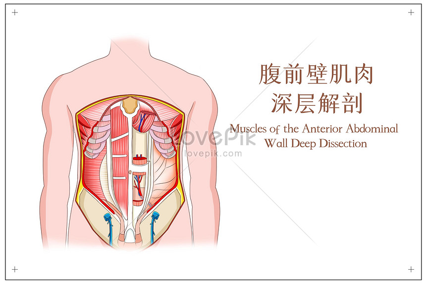 anatomie de la paroi abdominale