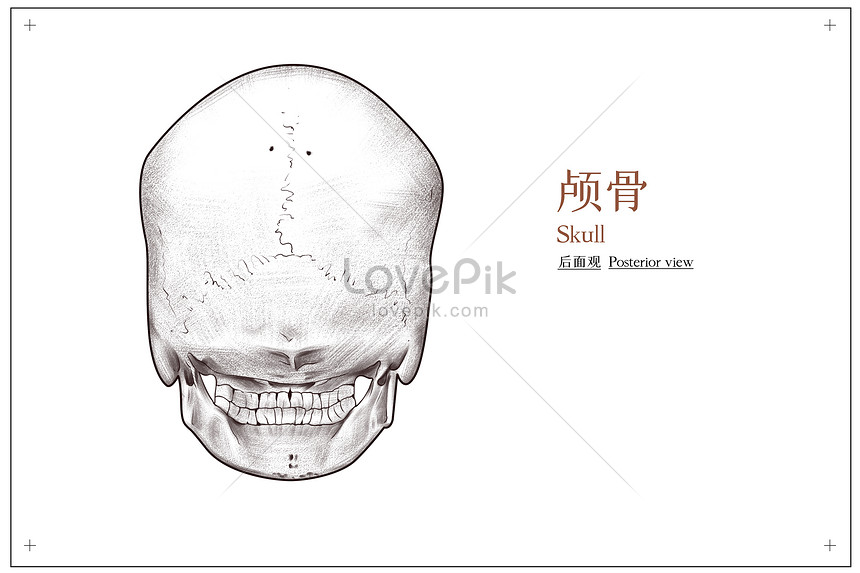 頭蓋骨の背面図医療イラストイメージ 図 Id Prf画像フォーマットpsd Jp Lovepik Com