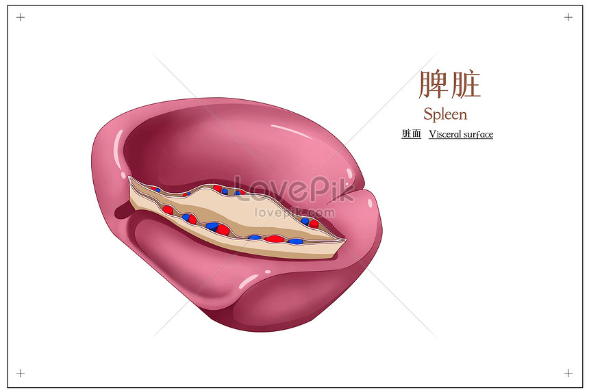 Spleen face medical illustration illustration image_picture free ...