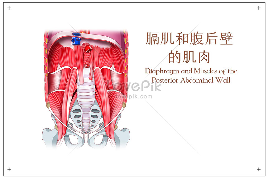 横隔膜と後腹壁の筋肉の医療イラストイメージ 図 Id Prf画像フォーマットpsd Jp Lovepik Com