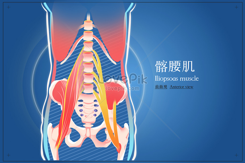 Front view medical illustration of iliopsoas muscle illustration image ...