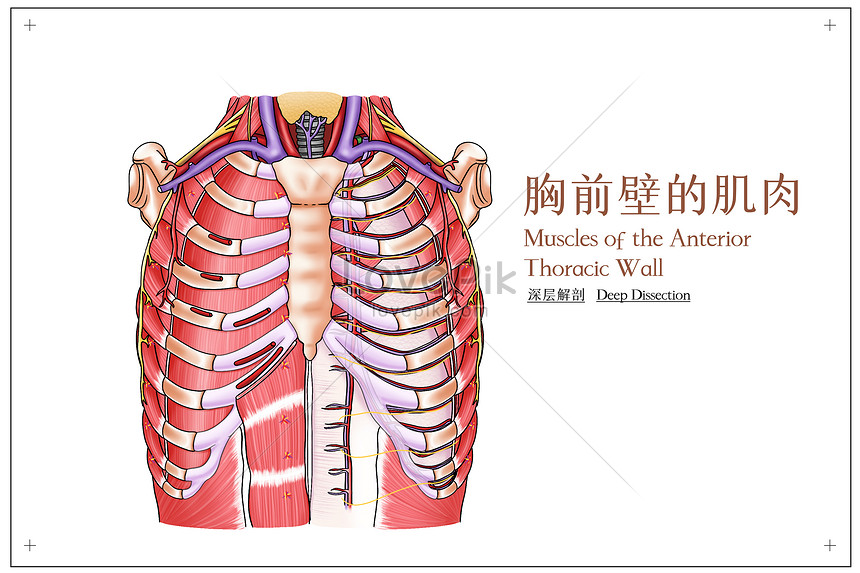 Medical Illustration Of Deep Anatomy Of The Muscles Of The Chest Illustration Imagepicture Free