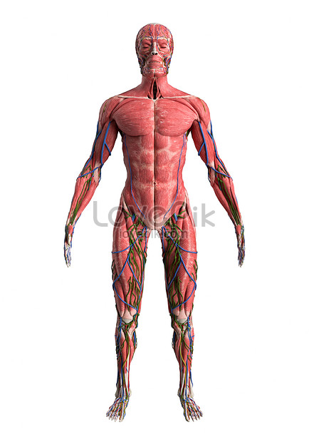 Modelo De Cuerpo Humano 3d | HD Creativo antecedentes imagen descargar -  Lovepik