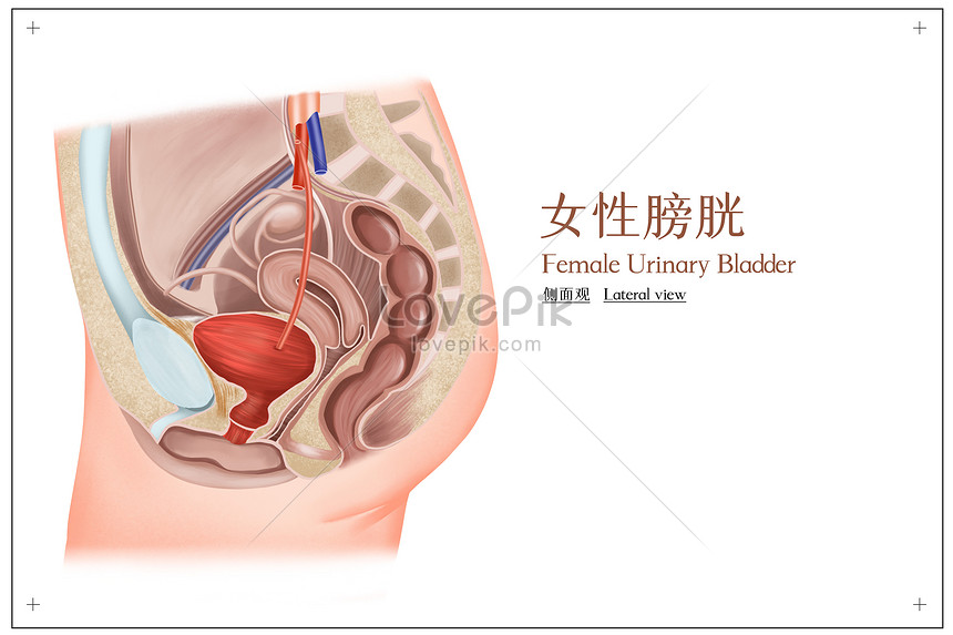 女性の膀胱の側面図医療イラストイメージ 図 Id Prf画像フォーマットpsd Jp Lovepik Com