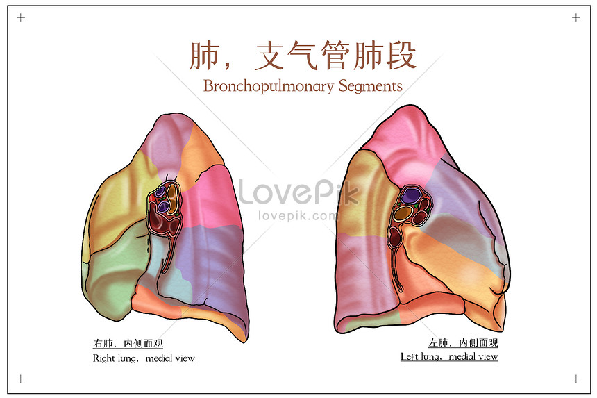 segmentos broncopulmonares