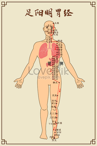 Foot yangming stomach meridian and acupoints illustration image_picture ...