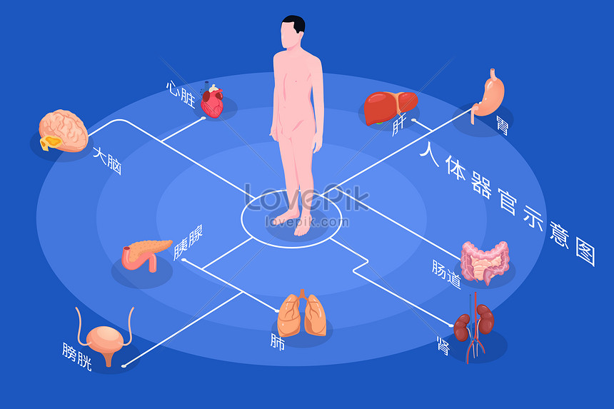 Medical health human internal organs tissues and organs schemati ...