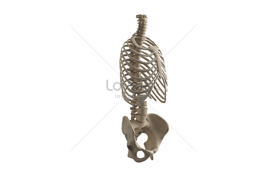 Modelo De Esqueleto De Torso Humano | HD Creativo antecedentes imagen  descargar - Lovepik