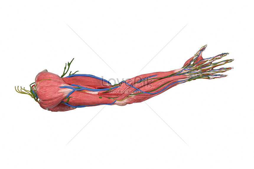 Modelo 3d De Músculo De Miembro Superior Humano | HD Creativo antecedentes  imagen descargar - Lovepik