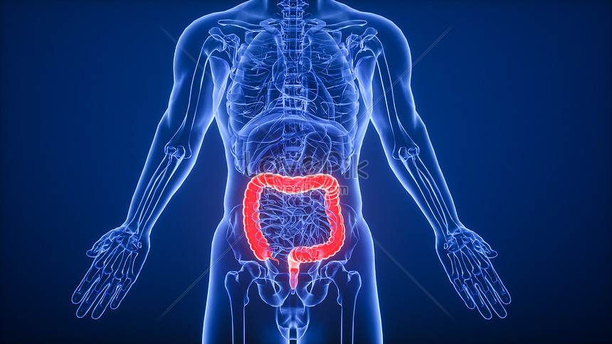 Digestive System Large Intestine