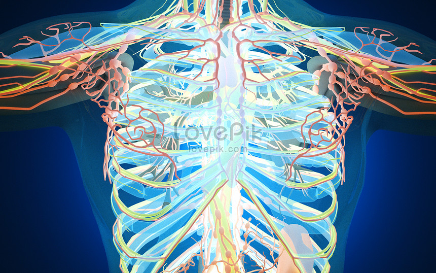 Human thoracic vascular system creative image_picture free download ...