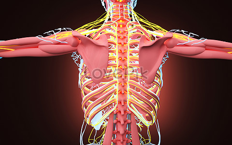 Human Back Bone Structure Creative Image Picture Free Download 401788167 Lovepik Com