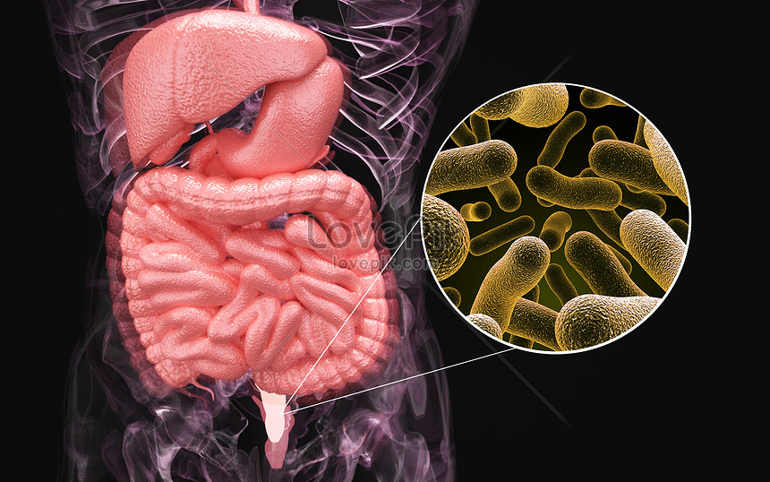 Infección Intestinal Humana | HD Creativo antecedentes imagen descargar ...