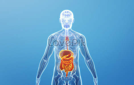 Digestive system analysis scenario creative image_picture free download ...