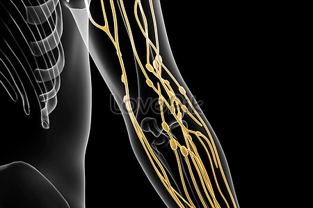 Lymphatic Drainage Images, HD Pictures For Free Vectors Download ...