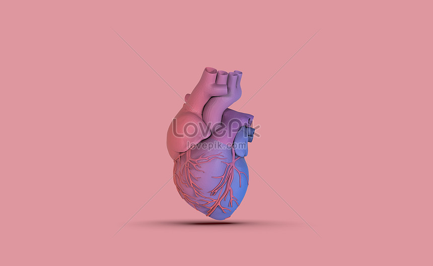 Modelo De Corazón Humano 3d | HD Creativo antecedentes imagen descargar -  Lovepik