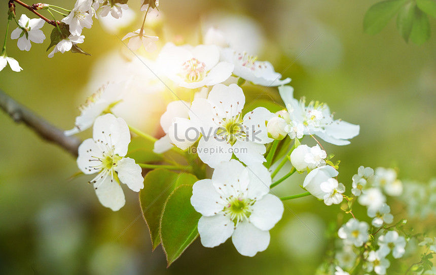 Spring Flowers Background Download Free | Banner Background Image on ...