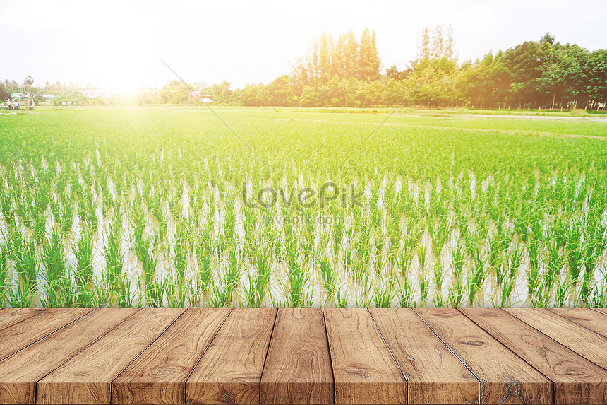 Rice Field And Wood Plank Background Download Free | Banner Background  Image on Lovepik | 450015245