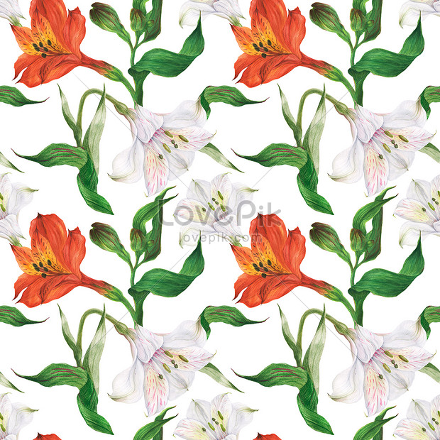 Patrón Floral Transparente Con Alstroemeria Rojo Y Blanco | PSD  ilustraciones imagenes descarga gratis - Lovepik