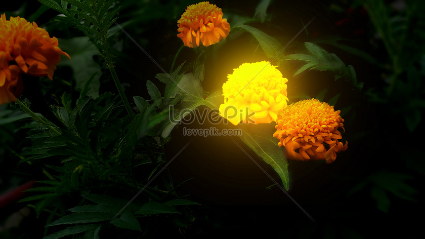 Semillas Brillantes De Marigold | HD Creativo antecedentes imagen descargar  - Lovepik