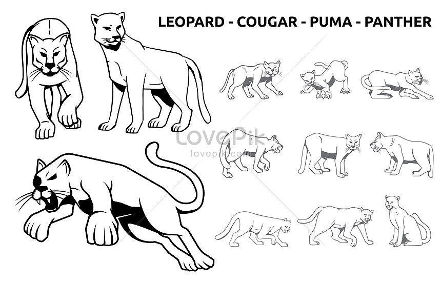 Leopardo Puma Puma Pantera Gato Grande Vida Silvestre Animal Silueta | PSD  ilustraciones imagenes descarga gratis - Lovepik