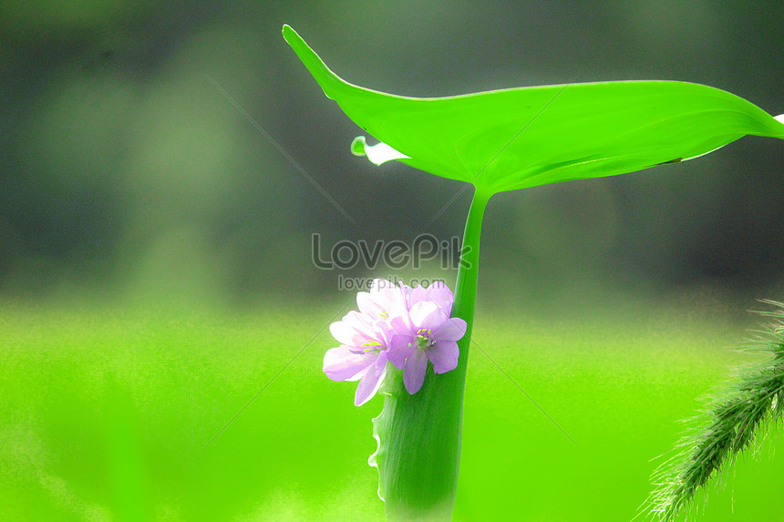 Water Hyacinth Flower Photo Image Picture Free Download Lovepik Com