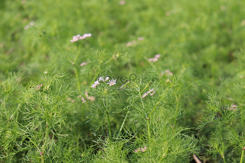 収穫のための企業の木の上のコリアンダーの花イメージ 写真 Id Prf画像フォーマットjpg Jp Lovepik Com