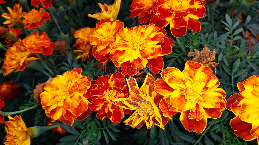 Flor De Flor De Caléndula De Primavera En El Jardín Foto | Descarga  Gratuita HD Imagen de Foto - Lovepik