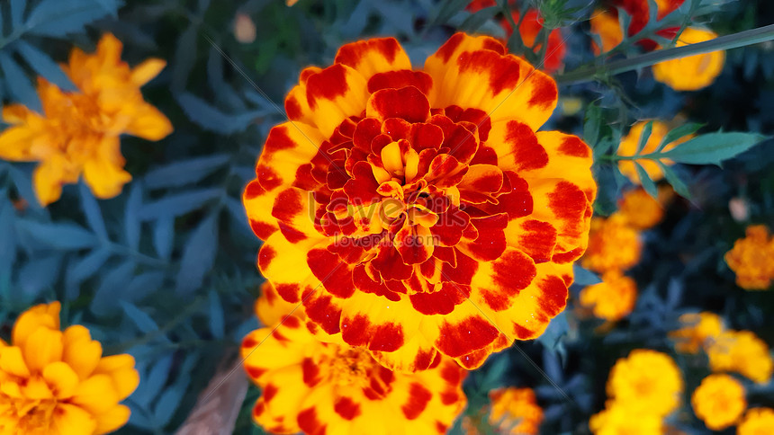 Flor De Caléndula Floreciente De Primavera Foto | Descarga Gratuita HD  Imagen de Foto - Lovepik