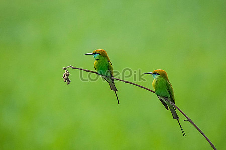 Птица на бранче stock pictures. & изображений