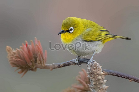 Птица, сидящая на ветке в лесу stock pictures. & изображений