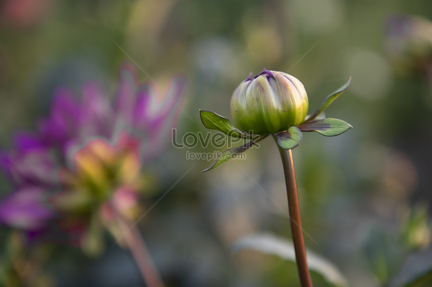 Beautiful Dahlia Flower Bud With Blurry Background Picture And HD
