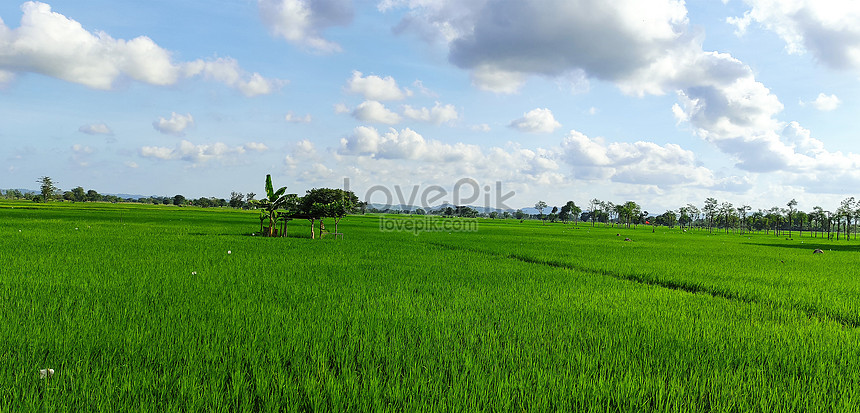 Rural Atmosphere In Ricefield Picture And HD Photos | Free Download On ...