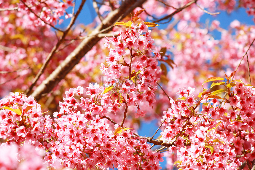 Fiore Di Sakura Di Fiori Di Ciliegio Immagini PNG, Vettori, PSD, Foto,  Modelli di Sfondo Scarica Gratis - Lovepik