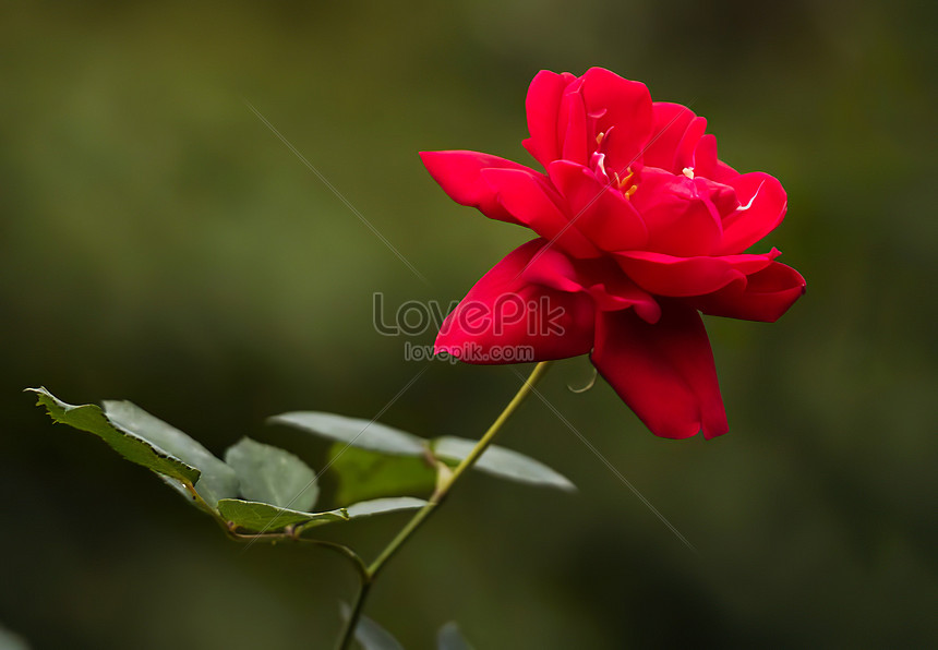 beau jardin de roses rouges