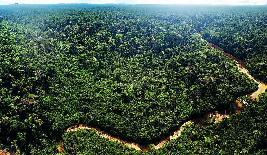 Amazon Jungle Green Tree Arial View Natural Landscape Picture And HD ...